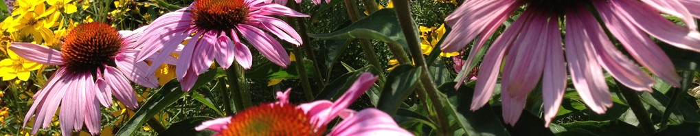 fiori